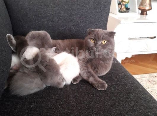 Point Ve Fold Yavrular görsel