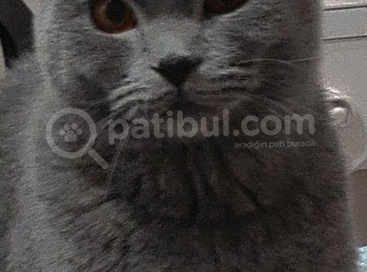 10 Aylik Erkek Scotti̇sh Fold Eşyali Ve İlaçlari Ile Bi̇rli̇kte görsel