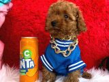 Toy Poodle Redbrown Renk Ve Boyut Garantili Orjinal