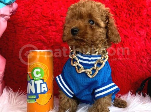 Toy Poodle Redbrown Renk Ve Boyut Garantili Orjinal görsel