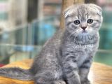 Blue Tabby Scottish Fold Dişi Bebeğimiz