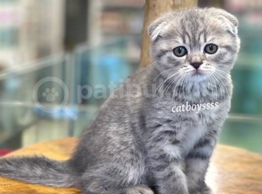 Blue Tabby Scottish Fold Dişi Bebeğimiz görsel