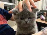 British Shorthair Erkek 2 Aylık