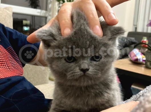 British Shorthair Erkek 2 Aylık