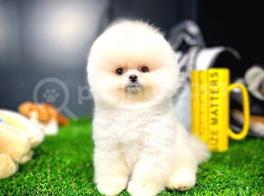 Ayı Surat Pomeranian Boo Yavrularımız görsel