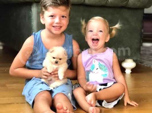 Pomeranian Teddybear