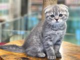 Blue Tabby Scottish Fold Dişi Bebeğimiz