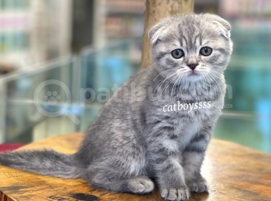 Blue Tabby Scottish Fold Dişi Bebeğimiz görsel