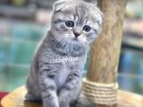 Blue Tabby Scottish Fold Dişi Bebeğimiz