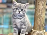 Çok Sevimli British Shorthair Blue Tabby Dişi Bebek