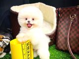 Irk ve Sağlık Garantili Pomeranian Boo Yavrularımız