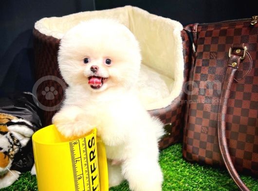 Irk Ve Sağlık Garantili Pomeranian Boo Yavrularımız