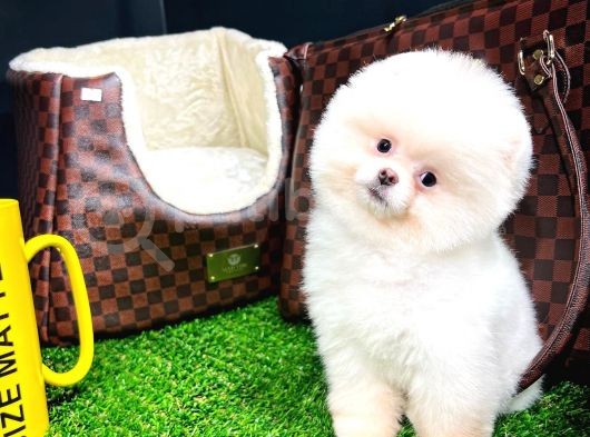 Irk Ve Sağlık Garantili Pomeranian Boo Yavrularımız görsel