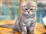 Blue Tabby Scottish Fold Dişi Bebeğimiz