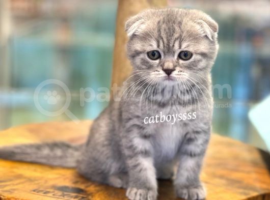 Blue Tabby Scottish Fold Dişi Bebeğimiz görsel