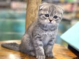 Blue Tabby Scottish Fold Dişi Bebeğimiz