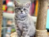 Çok Sevimli British Shorthair Blue Tabby Dişi Bebek