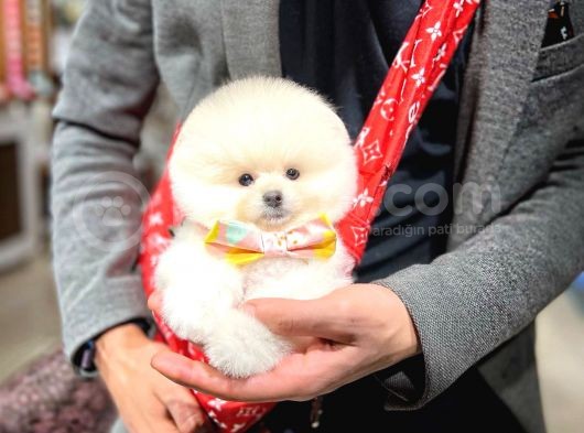 Ayı Surat Pomeranian Boo Yavrularımız görsel