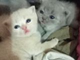 Scottish Yavru Kedi Sahiplendirme