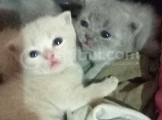 Scottish Yavru Kedi Sahiplendirme