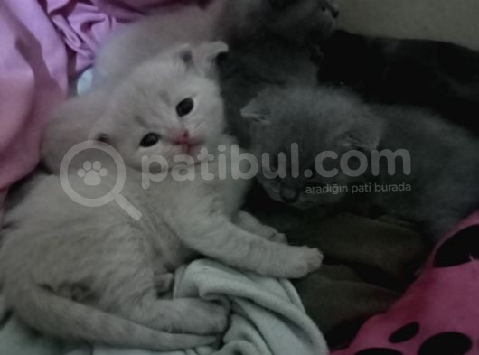 Scottish Yavru Kedi Sahiplendirme görsel