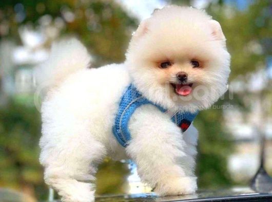 Ayı Surat Pomeranian Boo Yavrularımız görsel