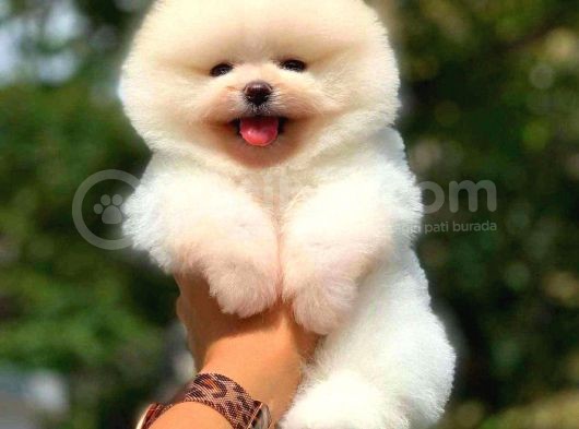 Ayı Surat Pomeranian Boo Yavrularımız