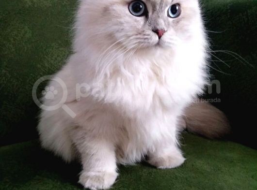 British Değil Scotish Straight Shorthair Blue Golden Shaded Point (Ay1133) görsel