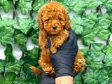 Red Brown Toy Poodle Erkek Yavrumuz