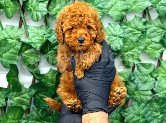 Red Brown Toy Poodle Erkek Yavrumuz görsel