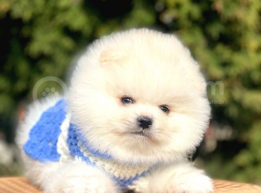 Safkan Pomeranian Boo Yavrularımız görsel