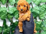 Red Toy Poodle Erkek Yavrumuz