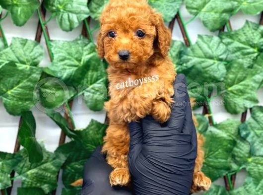 Red Toy Poodle Erkek Yavrumuz görsel