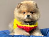 Safkan Pomeranian Boo Yavrularımız