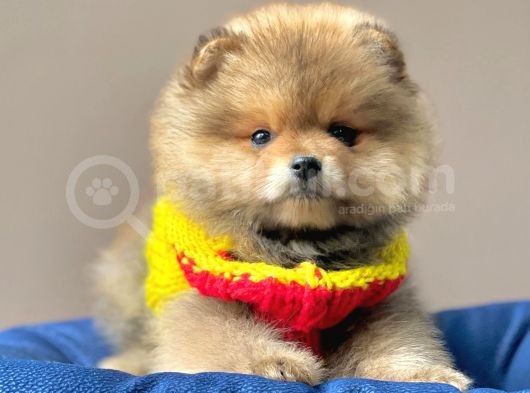 Safkan Pomeranian Boo Yavrularımız görsel