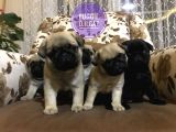 Anne Altından Irk Garantili Pug Yavrular