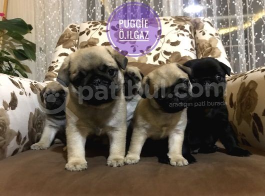 Anne Altından Irk Garantili Pug Yavrular