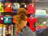 Red Brown Toy Poodle Dişi Yavrumuz