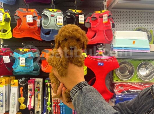 Red Brown Toy Poodle Dişi Yavrumuz görsel