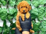 Red Toy Poodle Dişi Yavrumuz