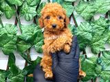 Red Toy Poodle Erkek Yavrumuz