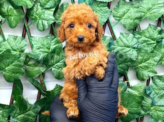 Red Toy Poodle Erkek Yavrumuz görsel