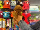 Red Brown Toy Poodle Dişi Yavrumuz