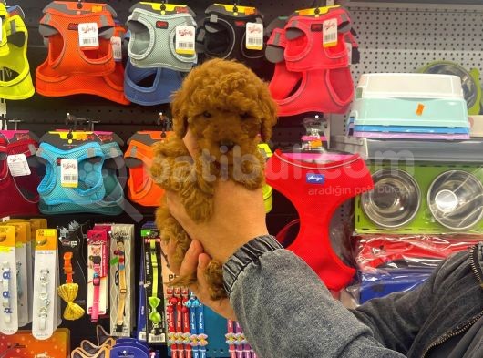 Red Brown Toy Poodle Dişi Yavrumuz görsel