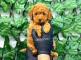 Red Toy Poodle Dişi Yavrumuz
