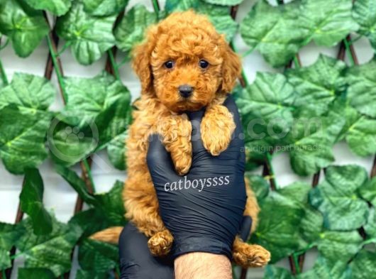 Red Toy Poodle Dişi Yavrumuz