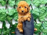 Red Toy Poodle Erkek Yavrumuz