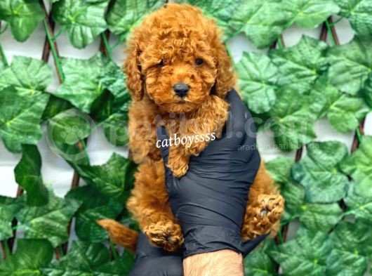 Red Brown Toy Poodle Erkek Yavrumuz
