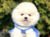 Safkan Pomeranian Boo Yavrularımız