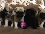 Anne Altından Irk Garantili Pug Yavrular